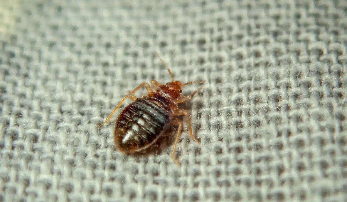 A brown bed bug with a flat, oval body crawling on a light gray textured fabric surface.