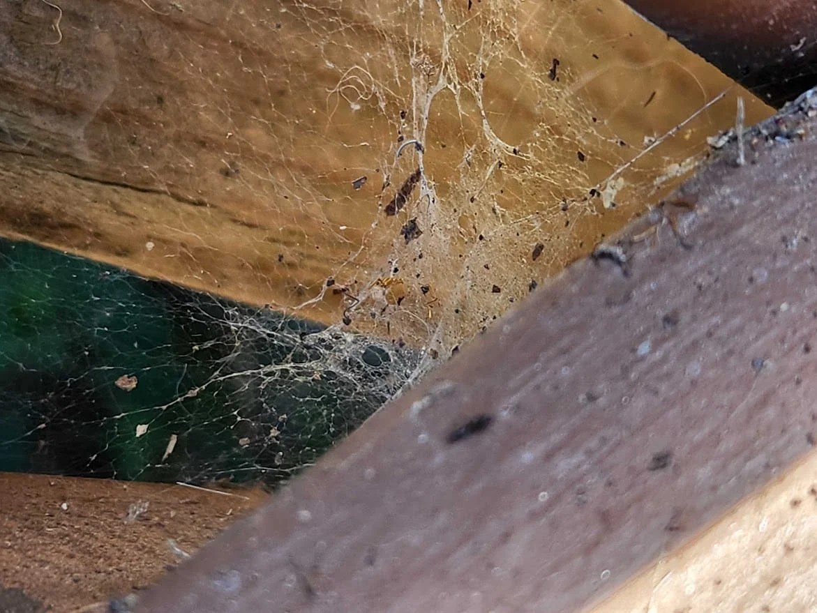 Spider web filled with debris between wooden beams, used in a guide for Boca Raton spiders