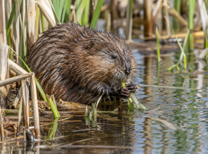 Muskrats