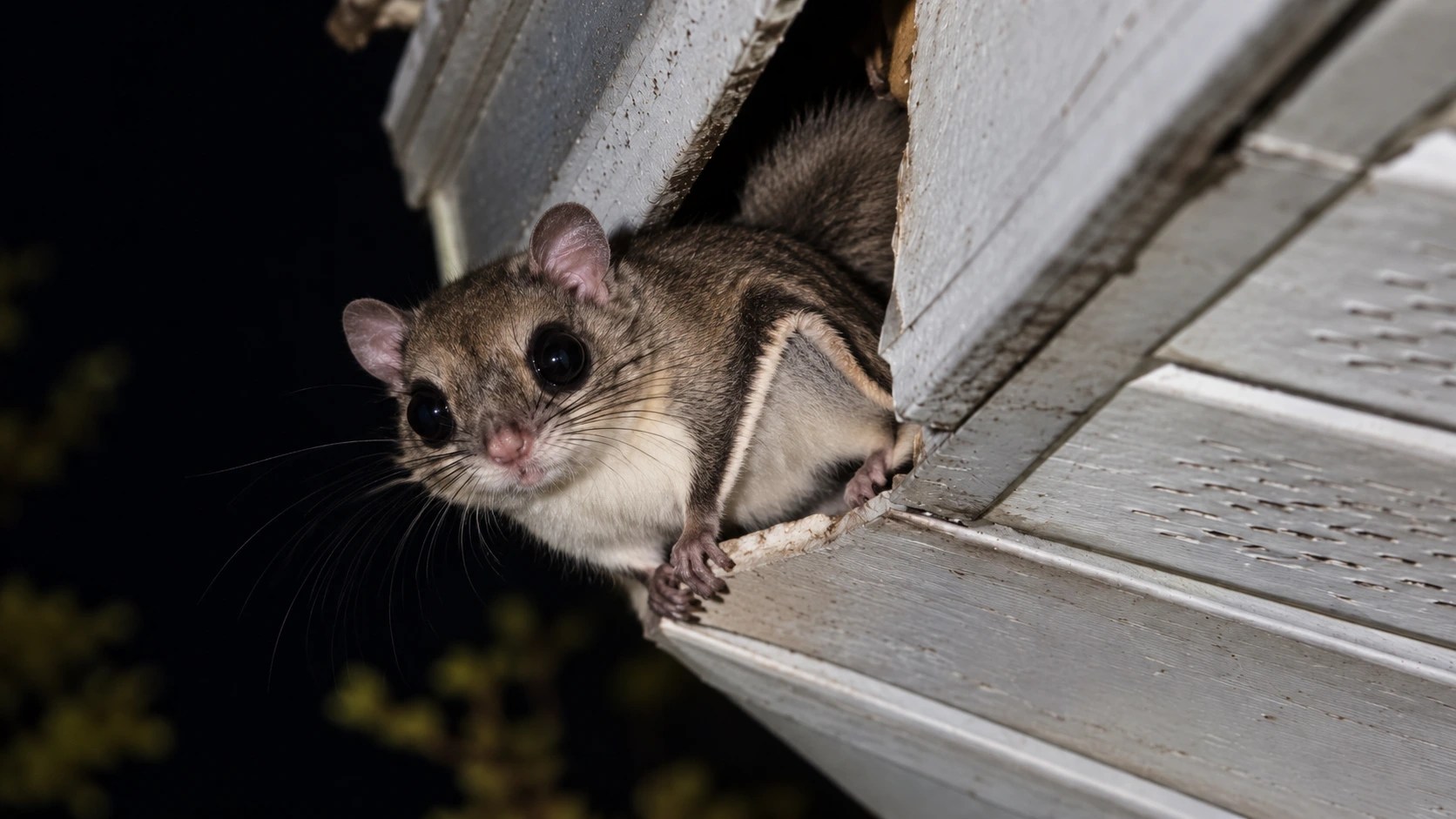 Southern flying squirrel with large dark eyes at a gap in a roof soffit at night