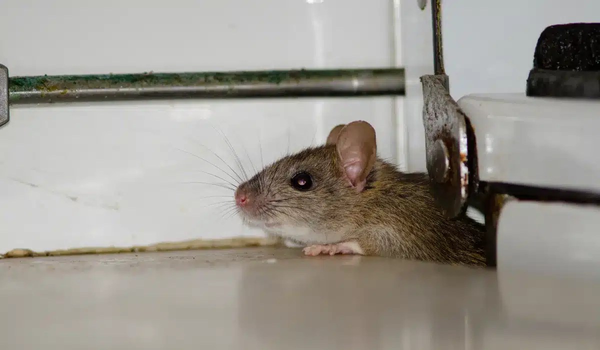 A brown rat crouches on a kitchen floor near white cabinets and metal pipes.