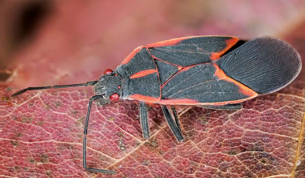 A black and orange boxelder bug with long antennae stands on a pink leaf surface.