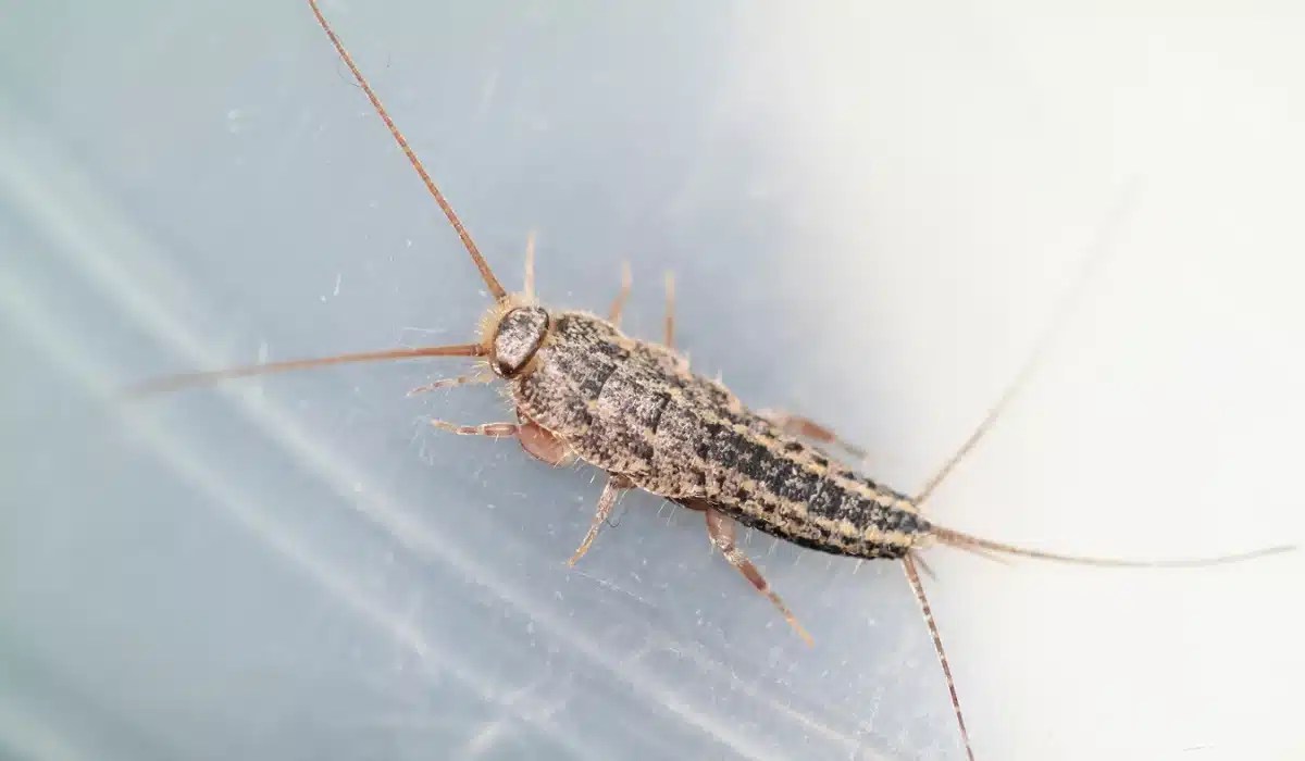 A silverfish insect with mottled gray and brown coloring rests on a light blue surface