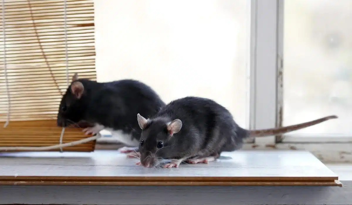 Two dark rats exploring a white floor near a window and wooden furniture