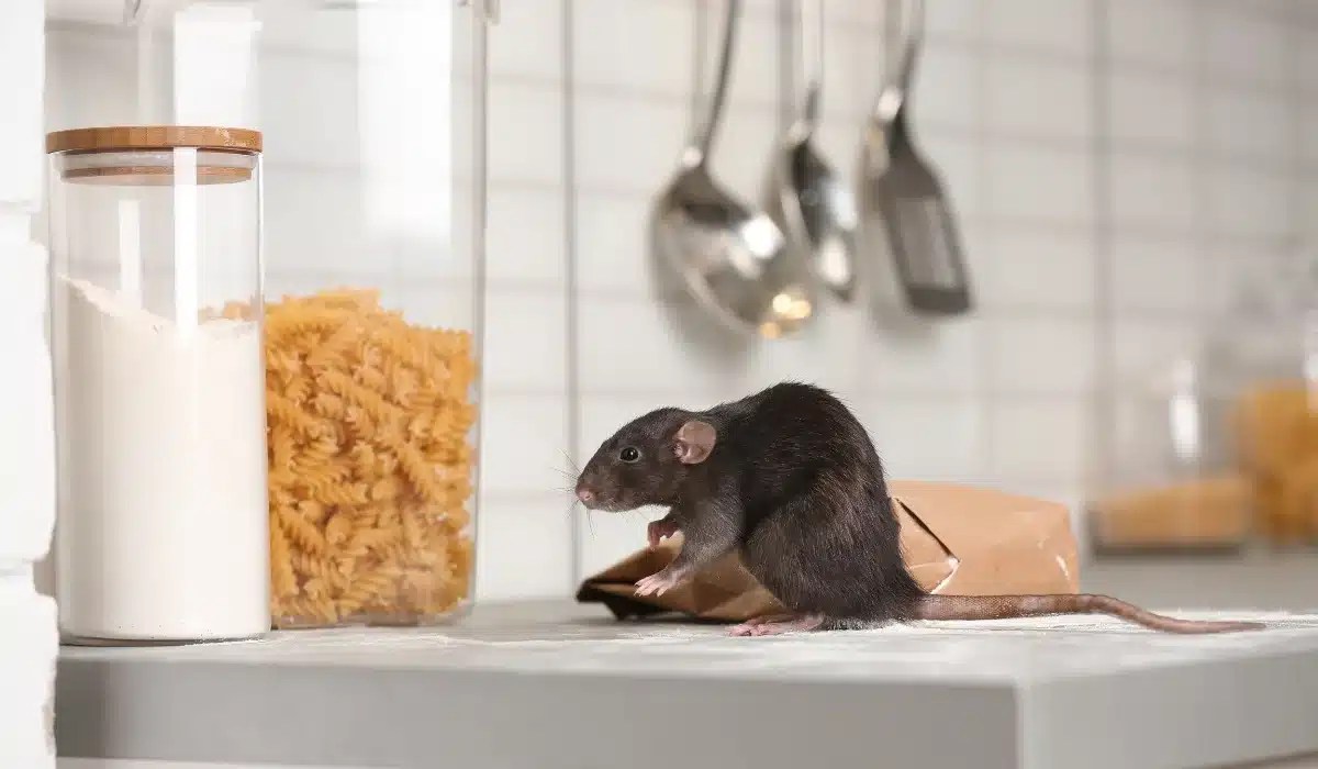 Black rat on kitchen counter near food storage containers and hanging utensils