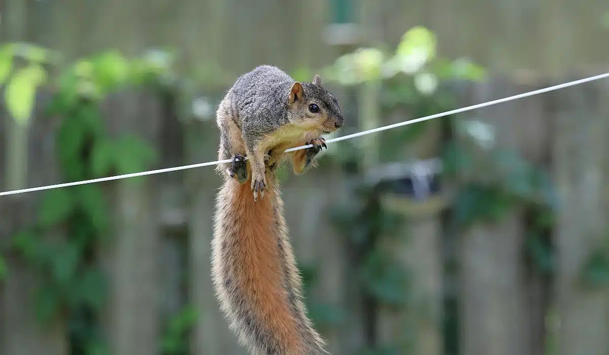 A gray and tan squirrel balances on a thin wire with its long fluffy tail extended upward.