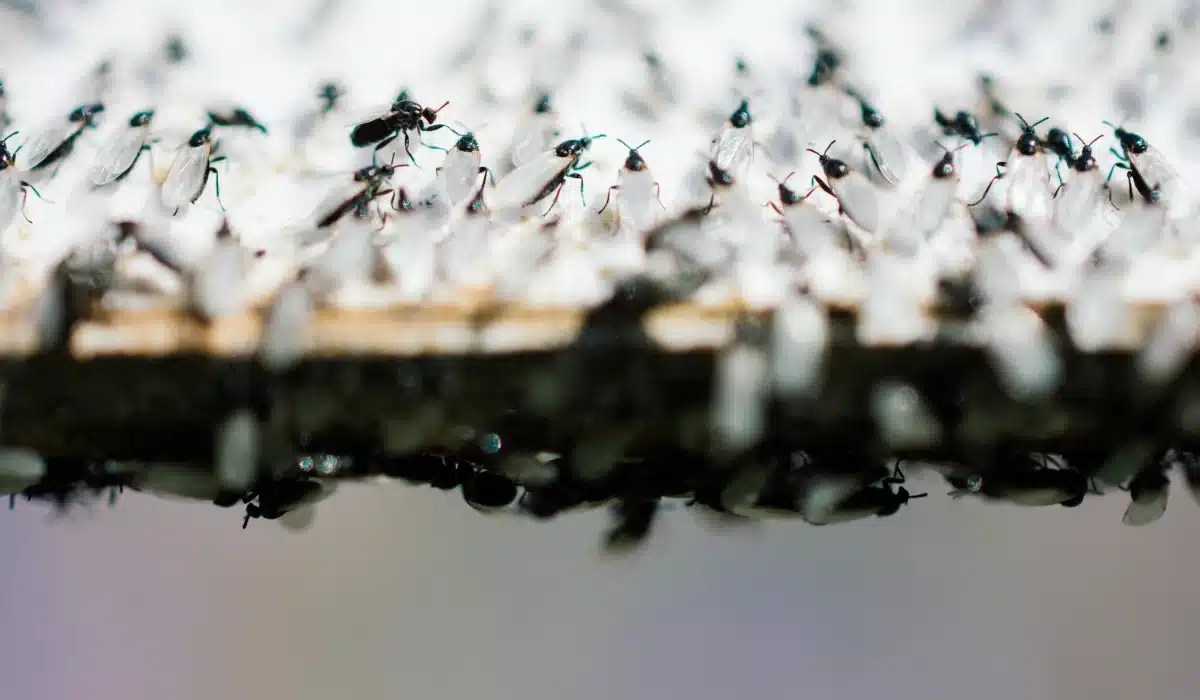 Large swarm of flying ants clustered on a wooden surface against a blurred background