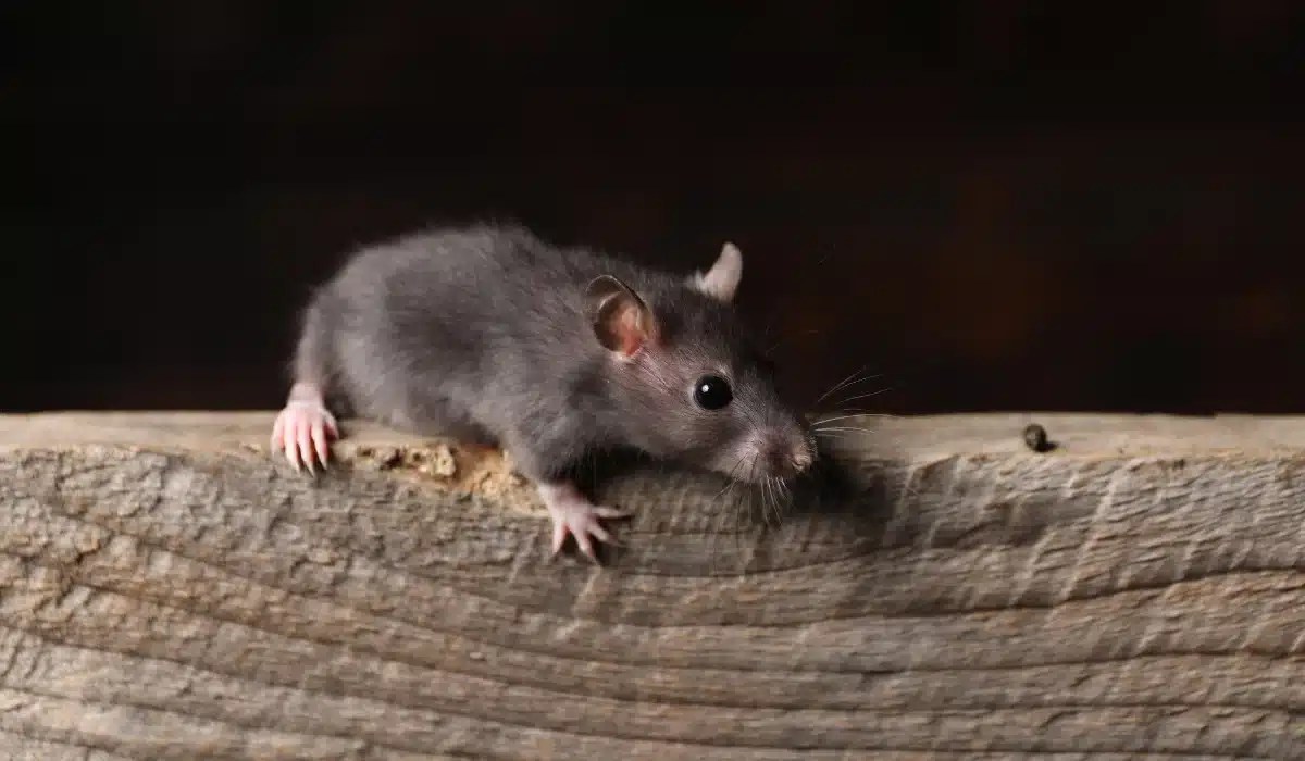 Gray mouse standing on a weathered log against a dark background