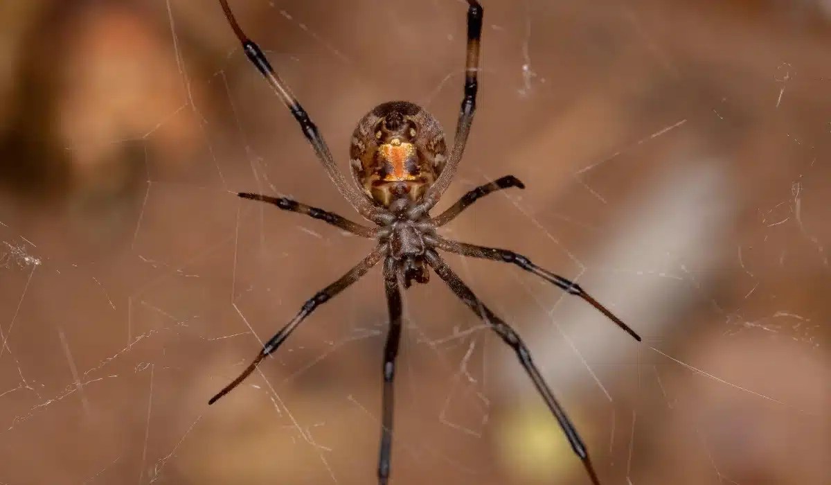 Brown widow spider with distinctive orange marking on its cephalothorax, suspended on its web with long dark legs extended