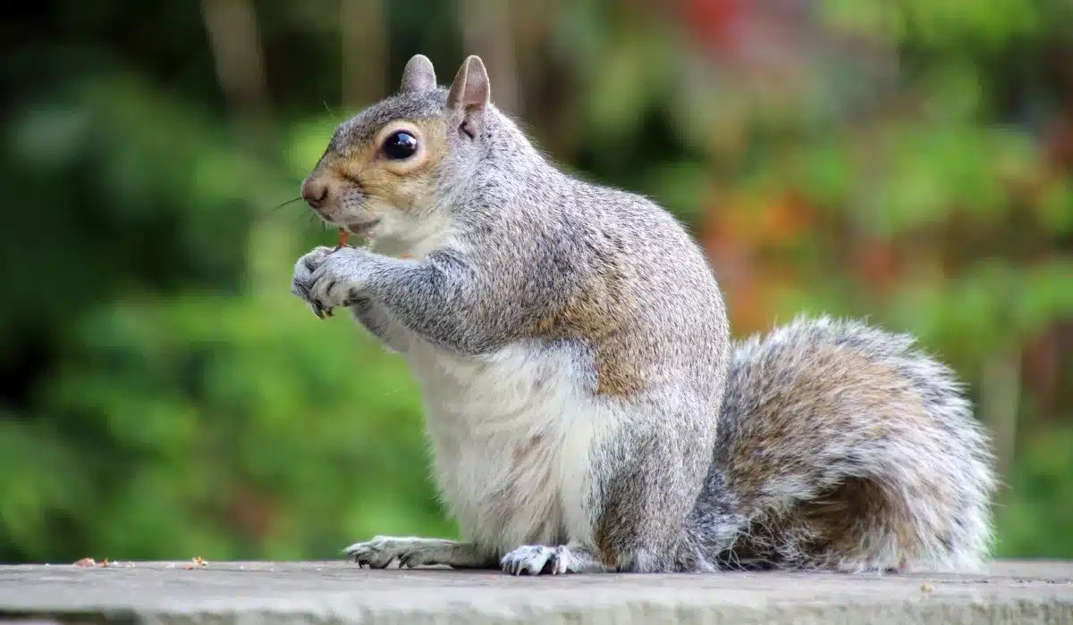 A gray squirrel with white underside sits upright on a wooden surface, holding its paws to its chest in a characteristic pose.
