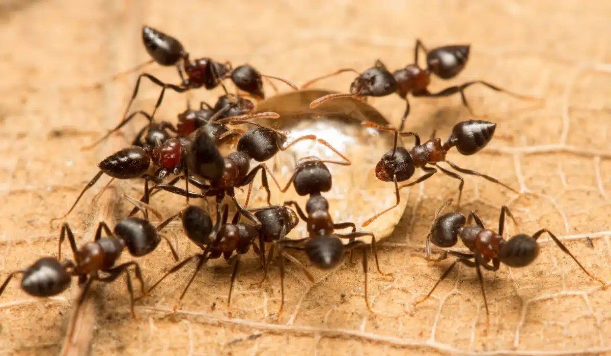 A group of dark ants gathering around a white object on sandy ground