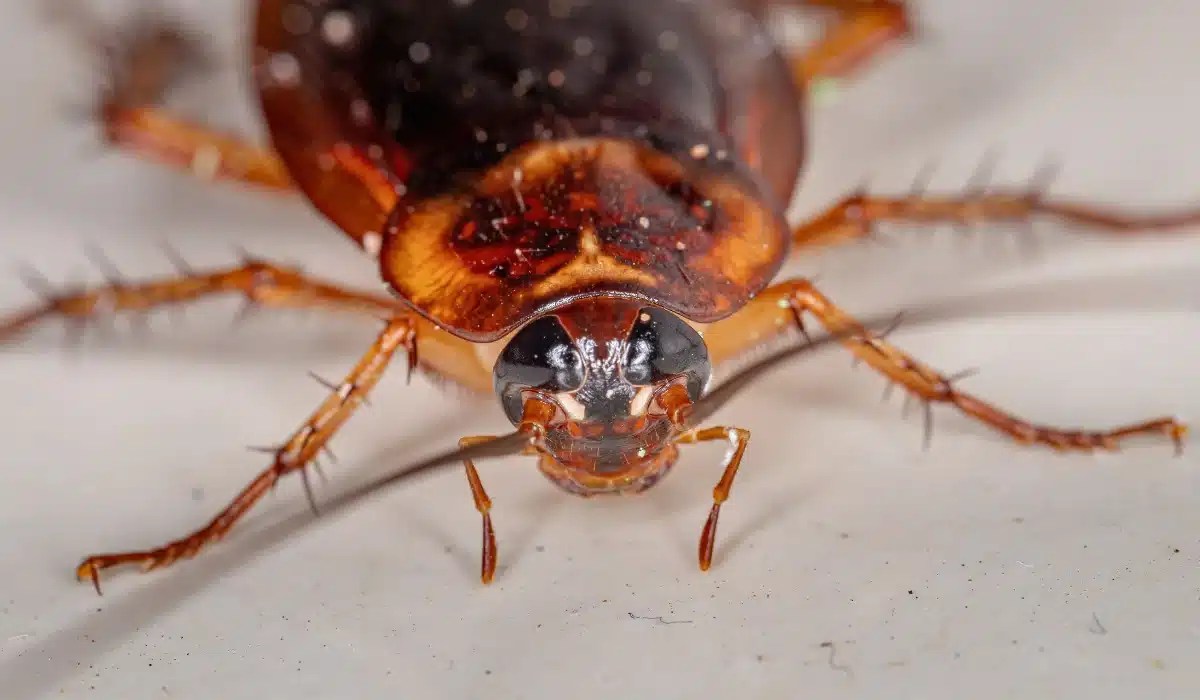 Brown American cockroach viewed from above on a light surface, showing detailed head and body structure