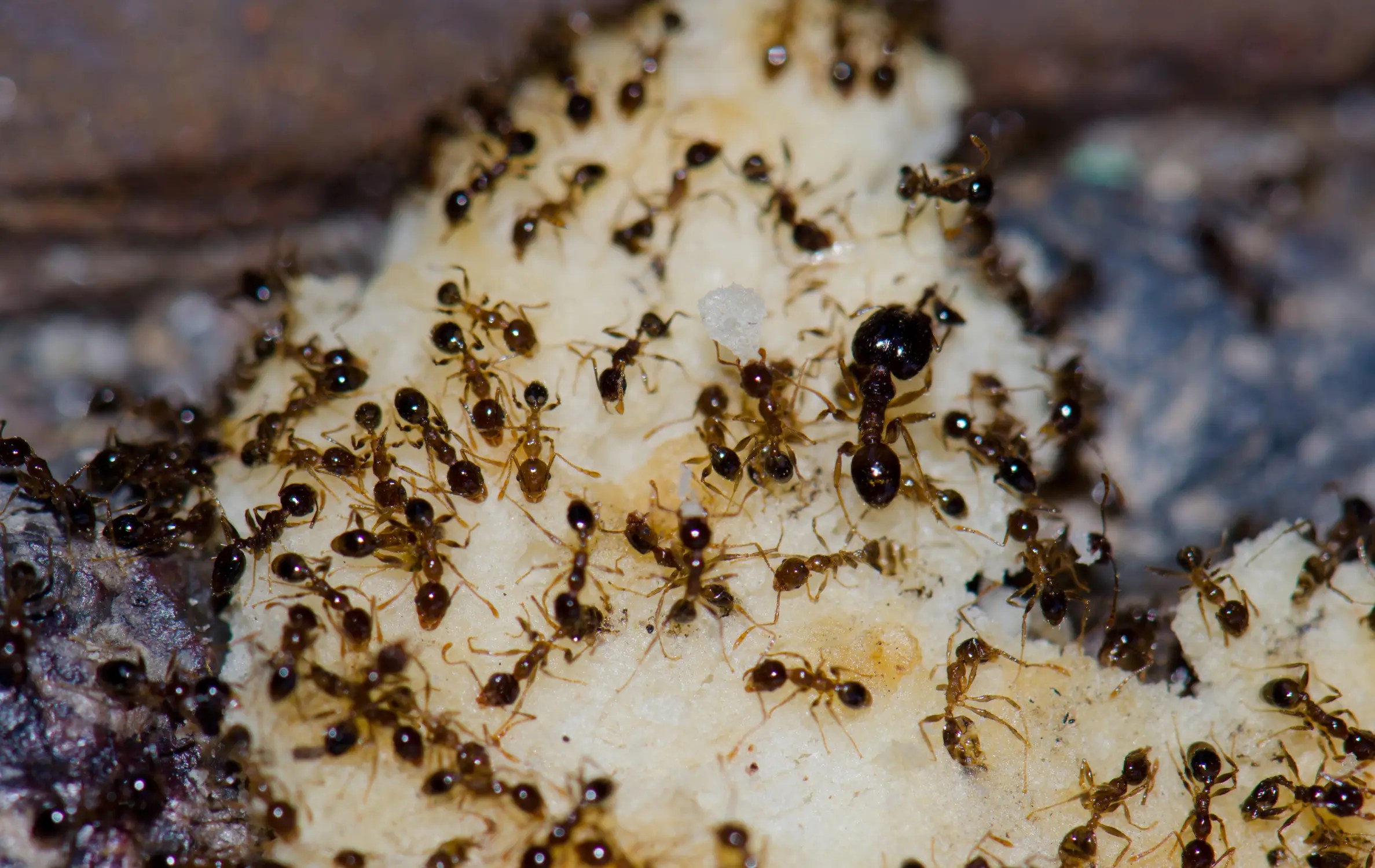 Multiple dark brown ants crawling across a cream and gray colored surface