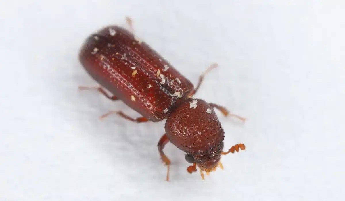 Reddish-brown beetle with rounded body and lighter colored legs on white background