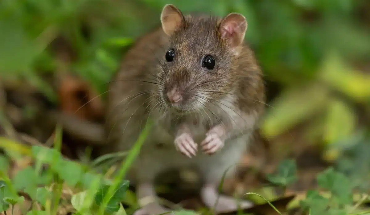 A small gray and white rodent with large ears and dark eyes sits on green moss and foliage