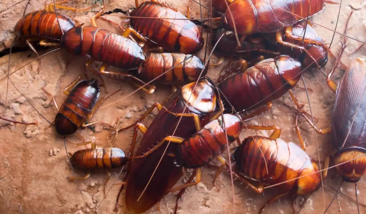 Multiple cockroaches on sandy ground with long antennae and reddish-brown coloring