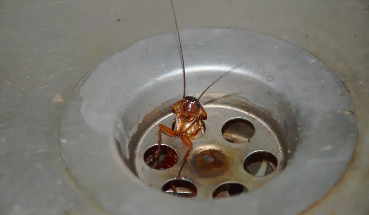 A brown cockroach crawls on the rim of a bathroom sink drain surrounded by other roaches
