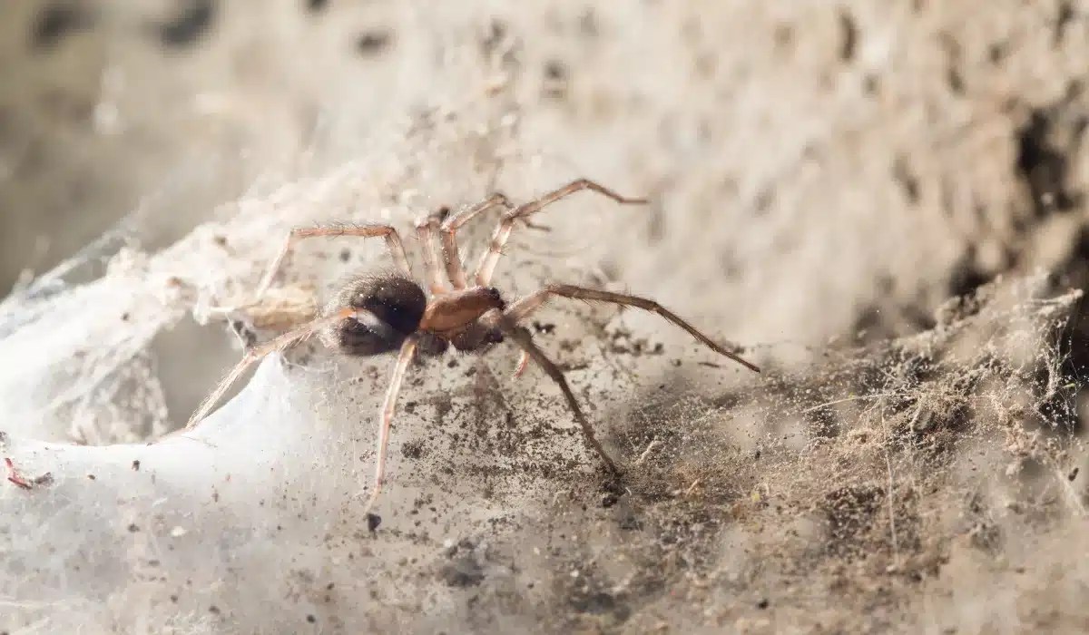 Brown spider on sandy soil and white surface