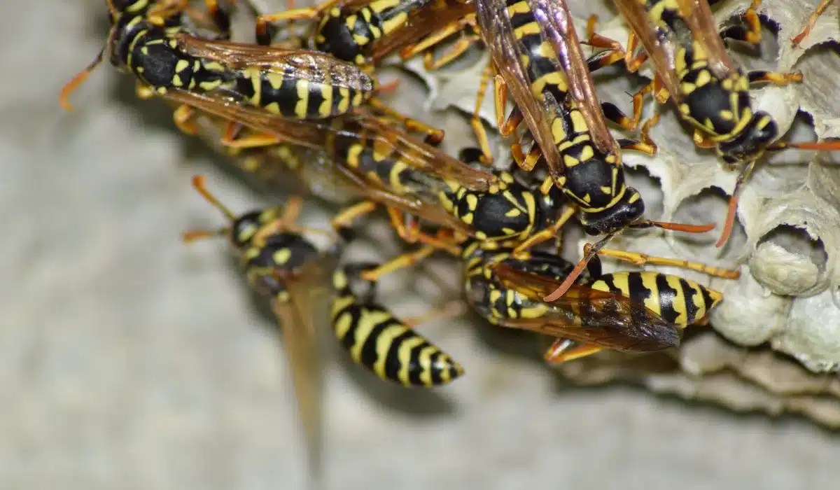 Multiple yellow and black striped wasps clustered on a gray papery nest structure