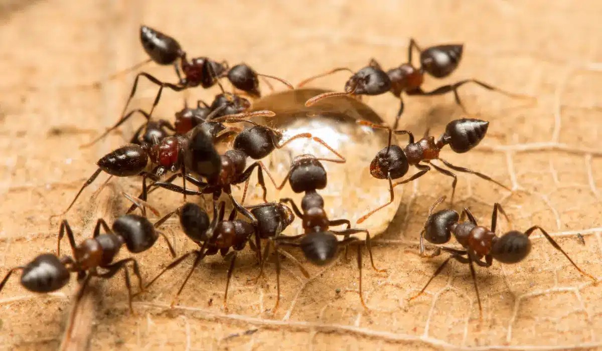 Multiple black ants surrounding a white egg on sandy ground