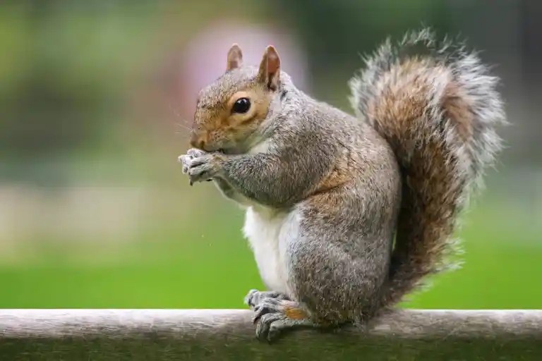 Gray squirrel with a bushy tail sitting on a wooden rail and eating, a pest homeowners may need to get rid of squirrels from