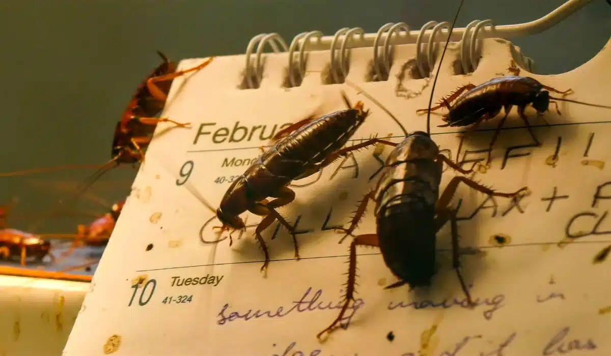 Multiple cockroaches crawling on an open calendar showing February 9-10