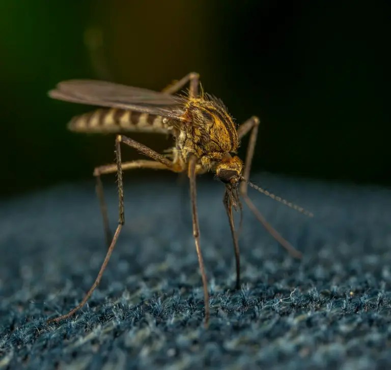 Close-up of a mosquito with striped abdomen and long legs standing on a dark blue textured surface