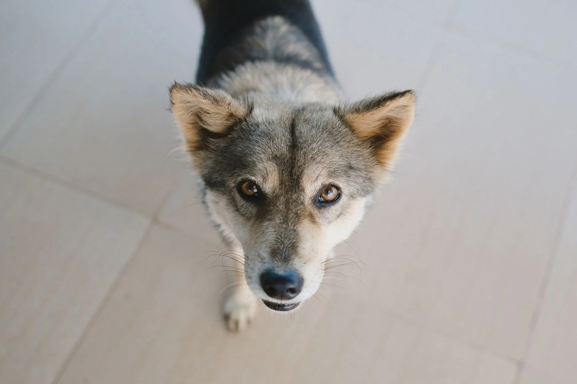 Gray and white husky-mix dog looking up at the camera, a pet owner's view when checking for fleas on dogs