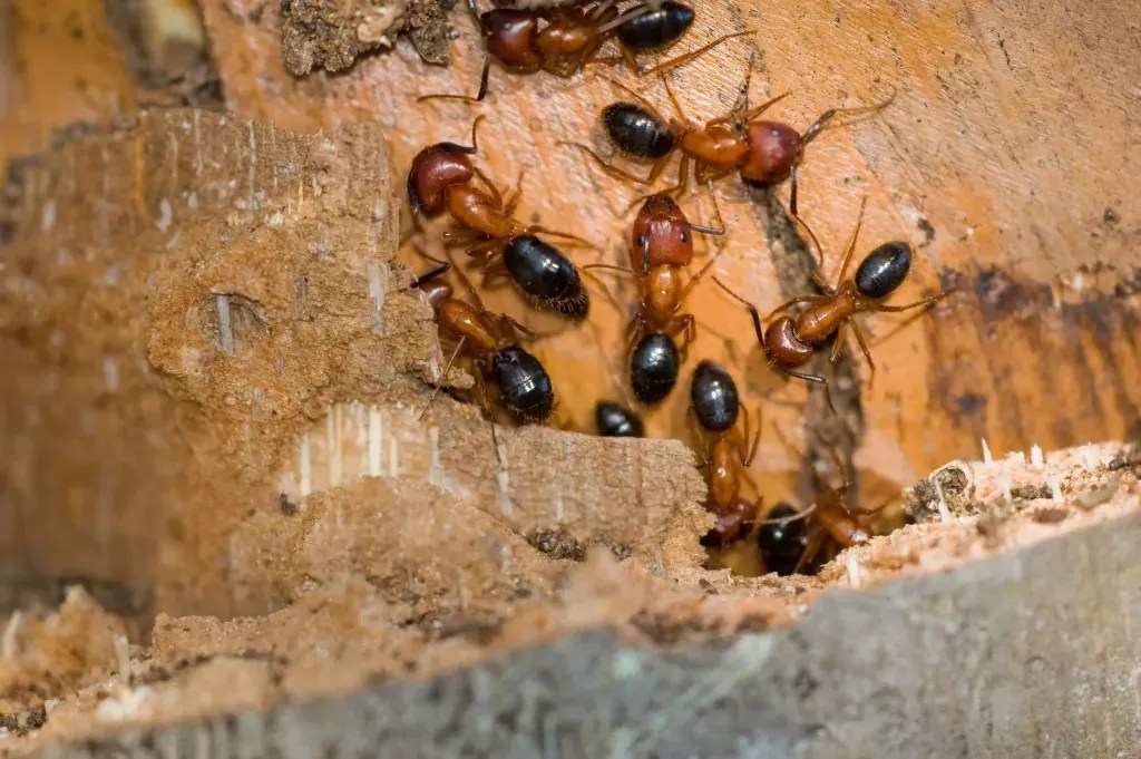 Carpenter ants excavating a wood gallery, one of the Florida insects that damage homes