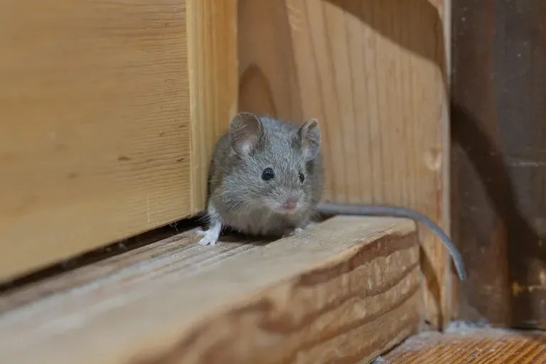 Mouse poop warning sign shown by a small gray mouse perched on a wooden surface beside wooden boards