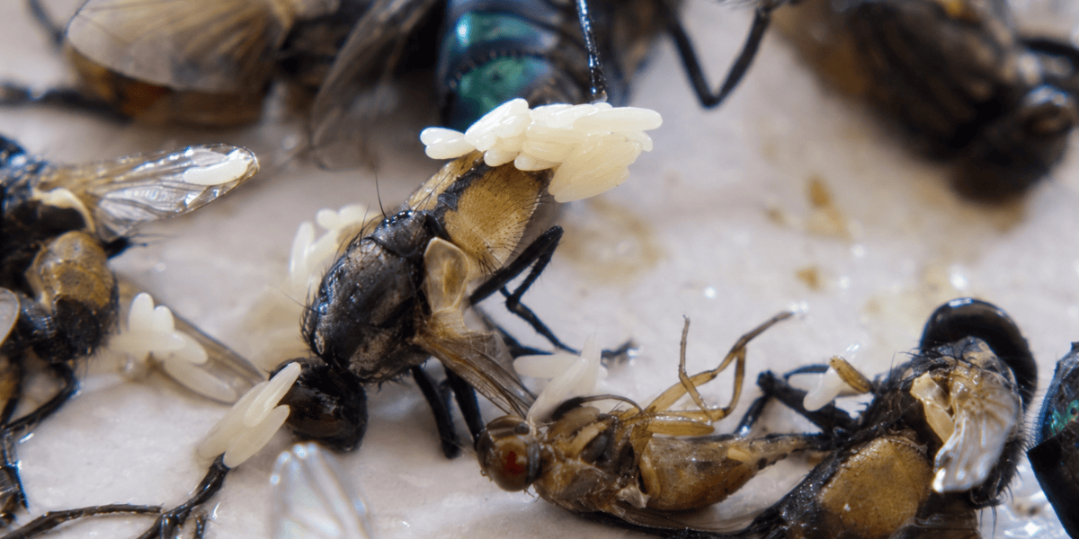 Honeybees on a light surface, with one bee carrying white pollen on its legs