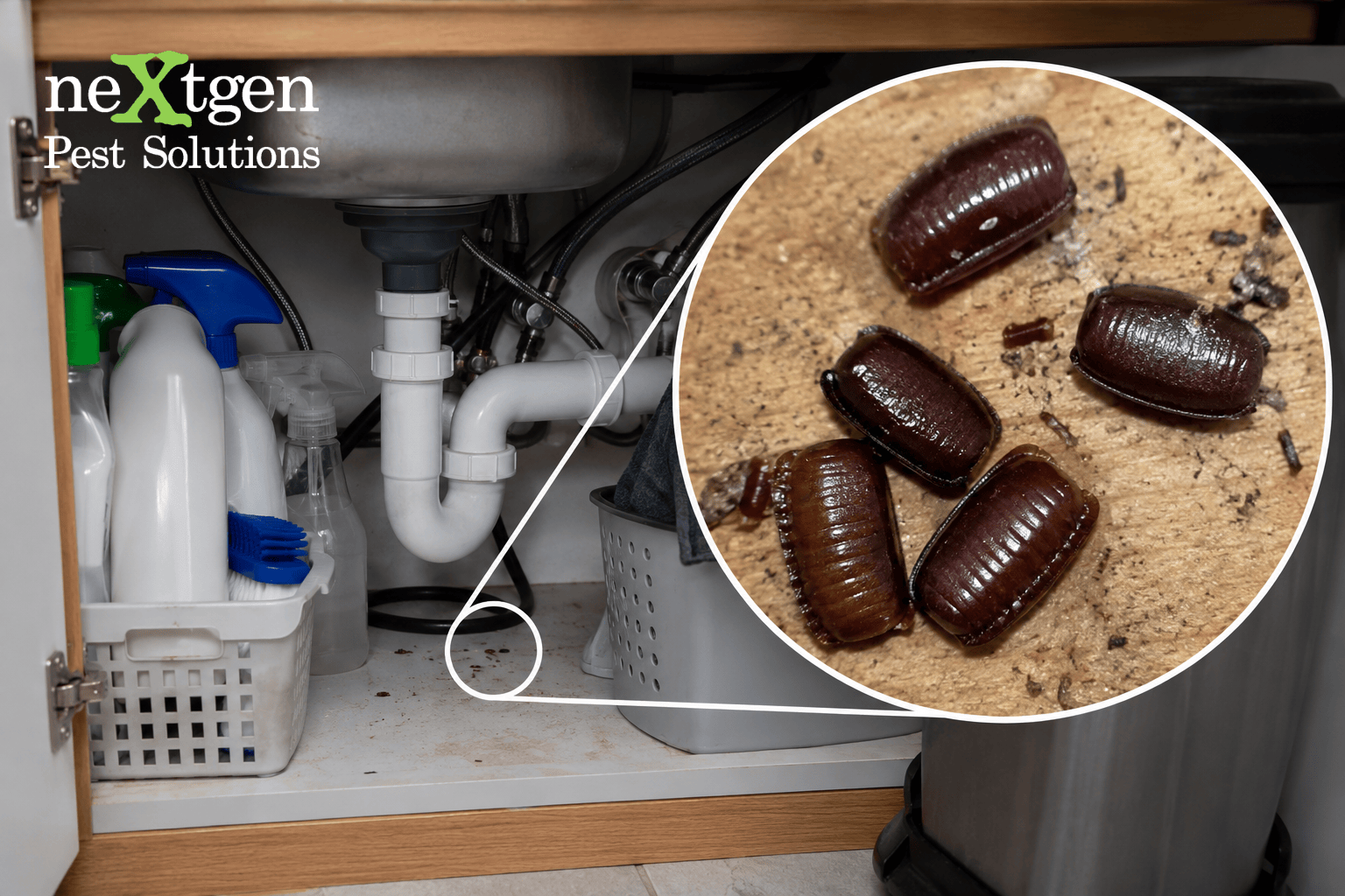Under-sink cabinet with cleaning supplies and magnified view of brown cockroaches on sandy surface