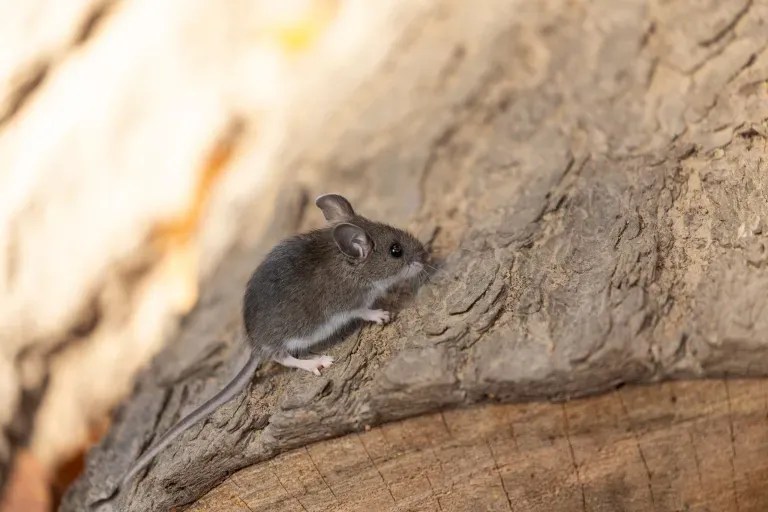 rodents in Sandy Springs