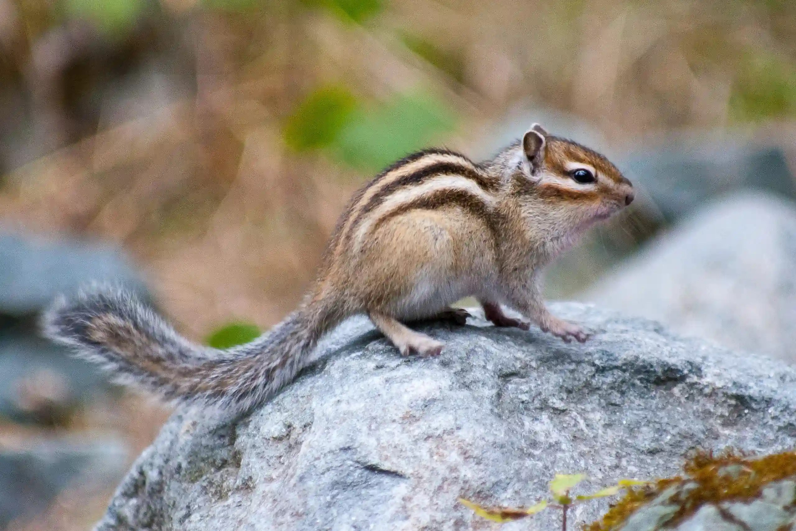 Striped chipmunk perched on a large gray rock outdoors