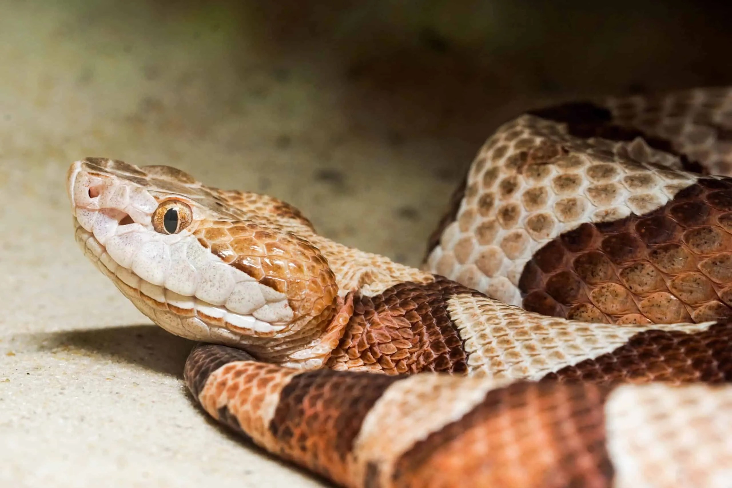A copperhead snake displays its hourglass-patterned body up close.