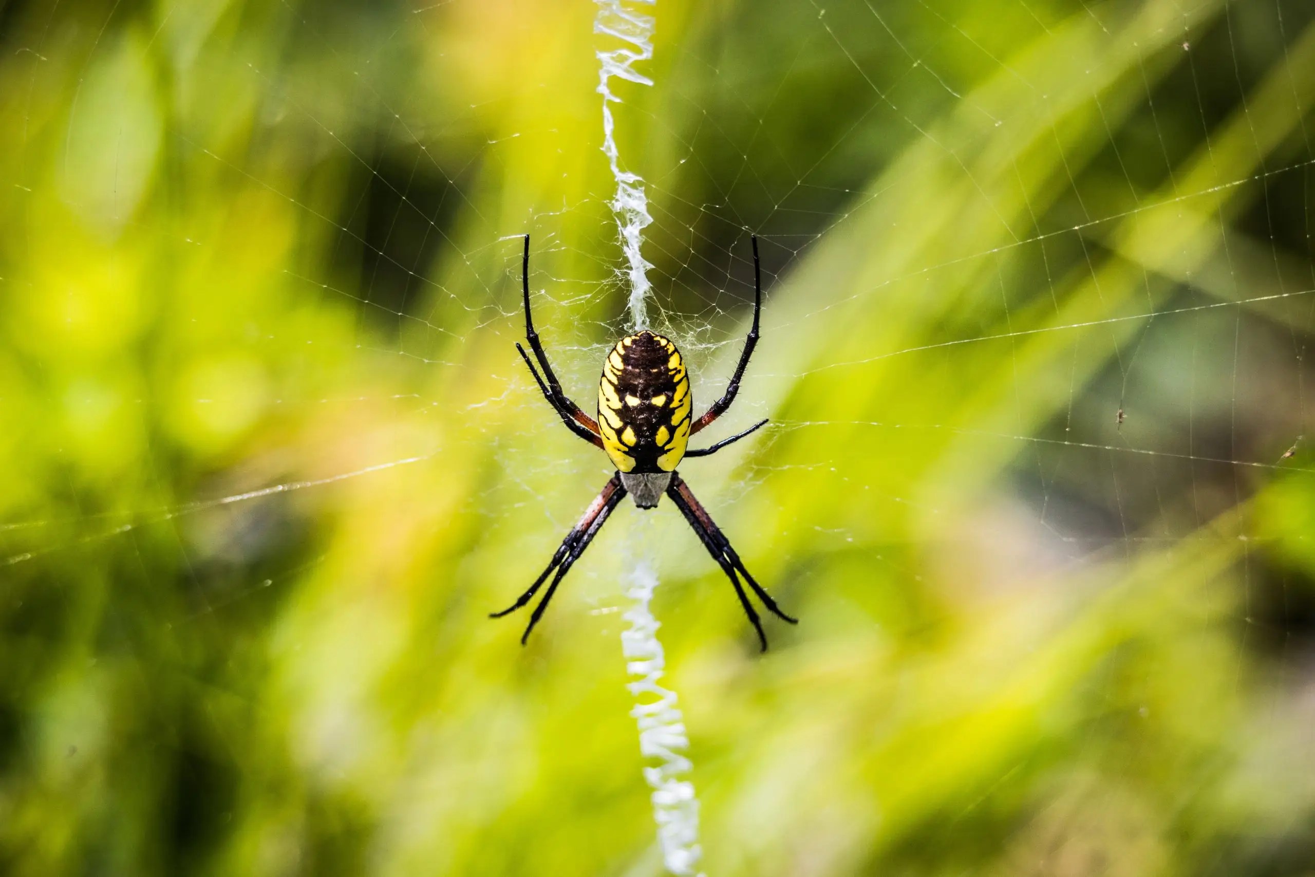 Black and yellow garden spider resting at the center of its web