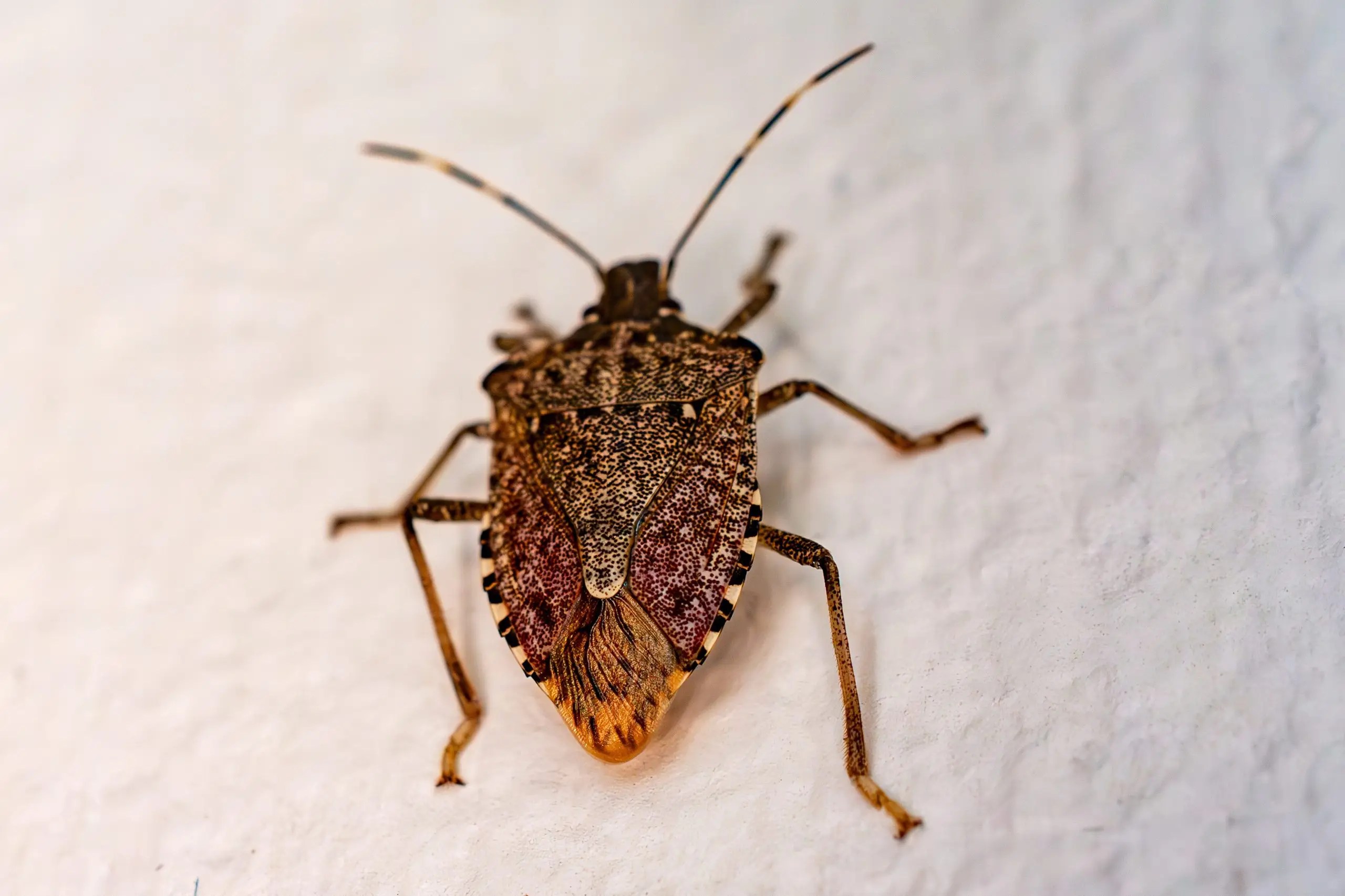 Stink bug resting on a light-colored textured exterior wall