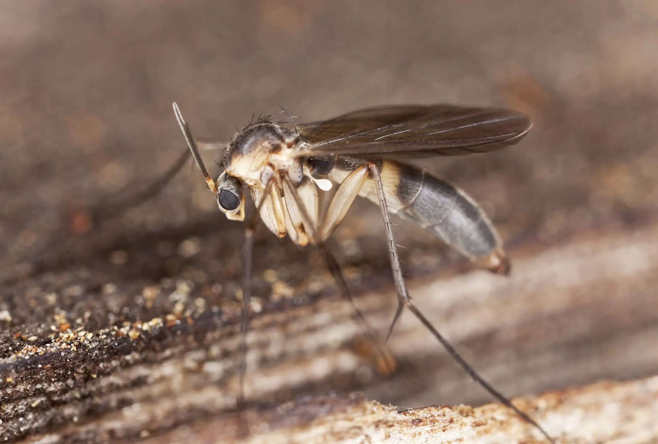 Long-legged winged insect with large eyes resting on wood