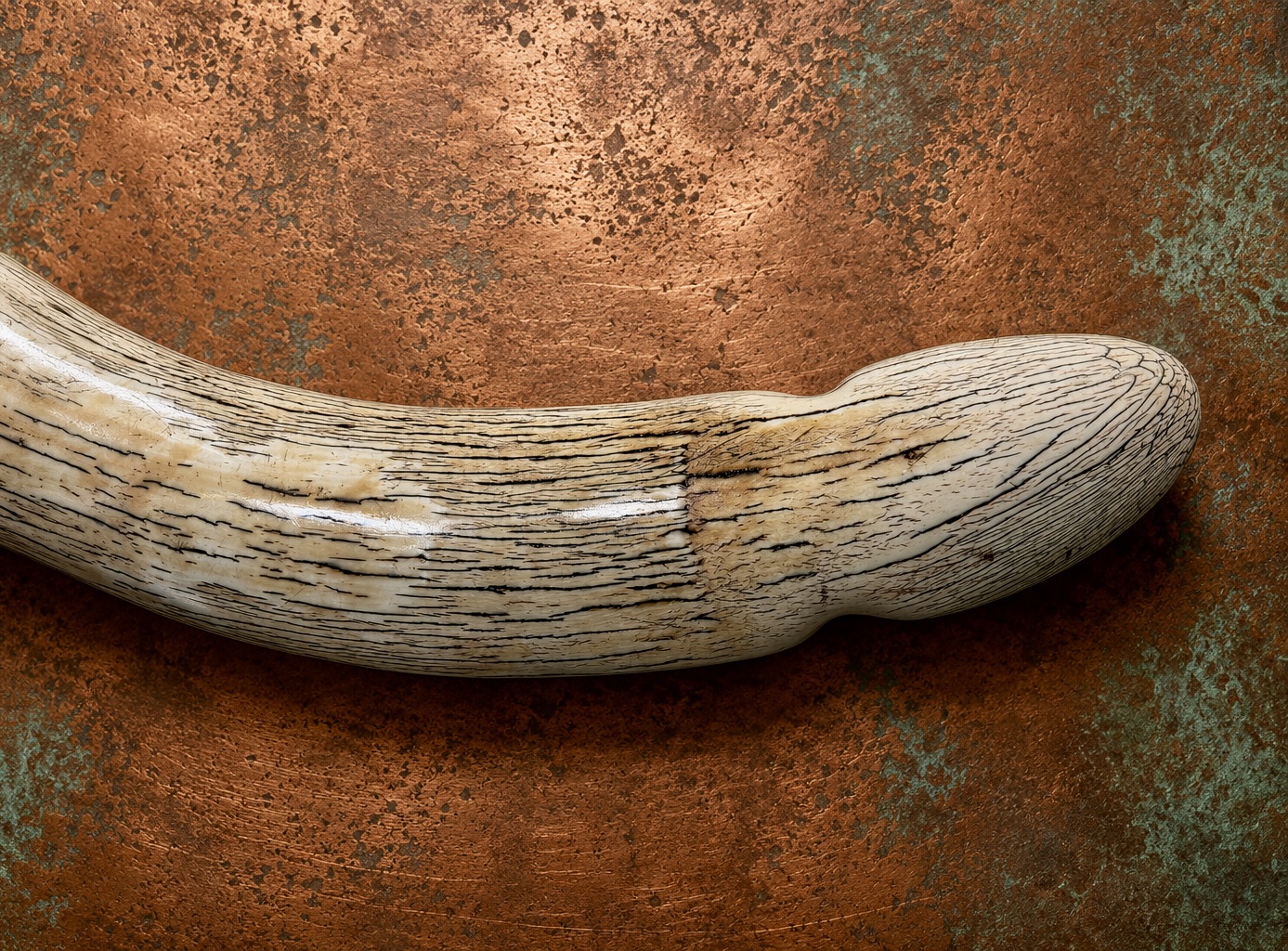 Natural color visible within the tip of an elephant tusk