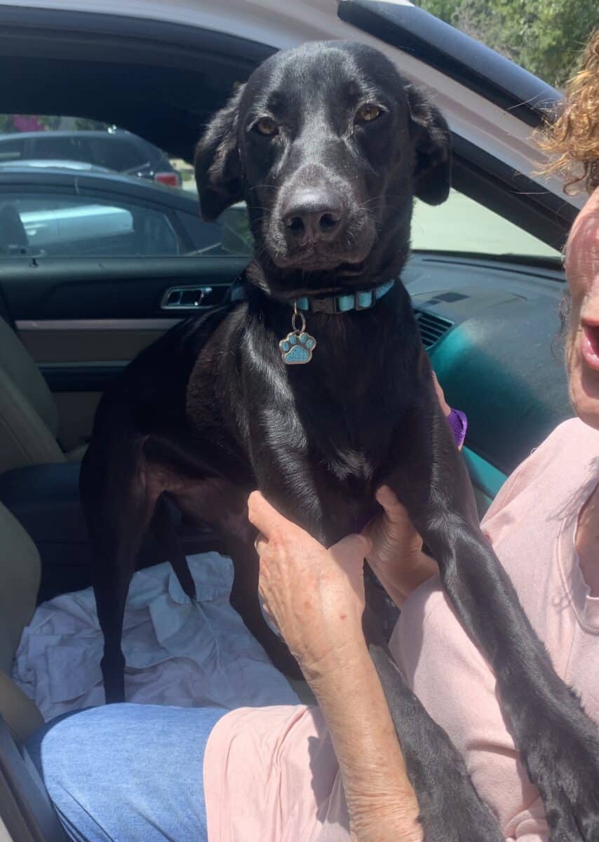 Rescue Arden-Adopted - New Hope Animal Rescue, Austin TX