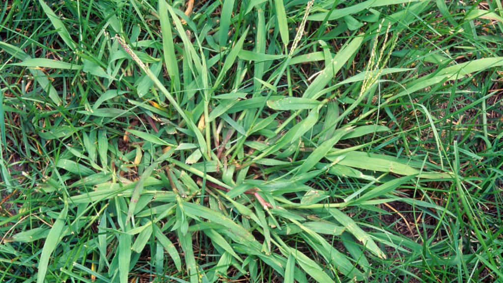 Our top pick for the best crabgrass killer is the basf drive xlr8 herbicide. Crabgrass Pre-Emergent and how to Control Crabgrass.