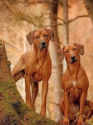 Cute rhodesian ridgeback pintura por numeros.jpeg