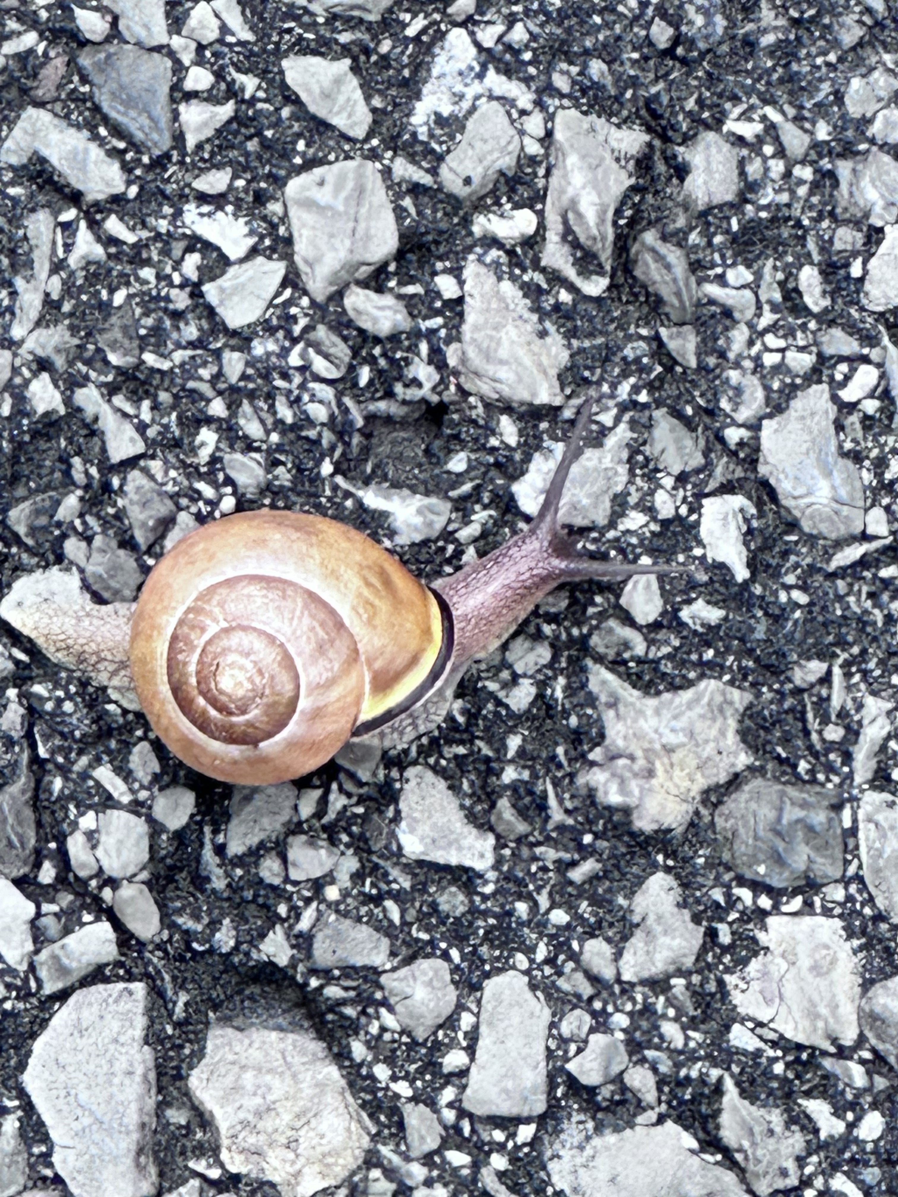 Snail