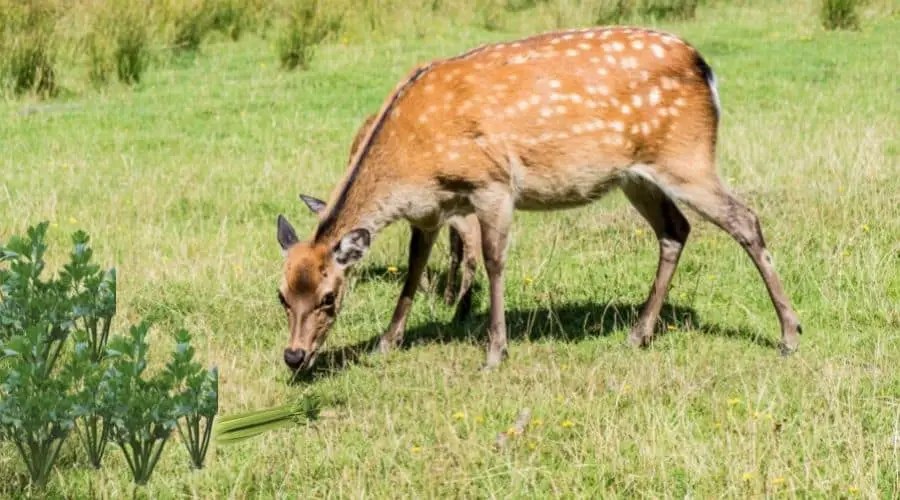 Do deer eat celery?