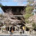 京都歷史景點-黑谷金戒光明寺-新選組興起之地,戰國三公主-江的供養地