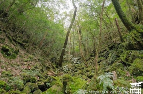 屋久島-白谷雲水峽-有魔法森林的世界自然遺產