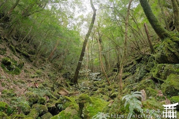 屋久島-白谷雲水峽-有魔法森林的世界自然遺產