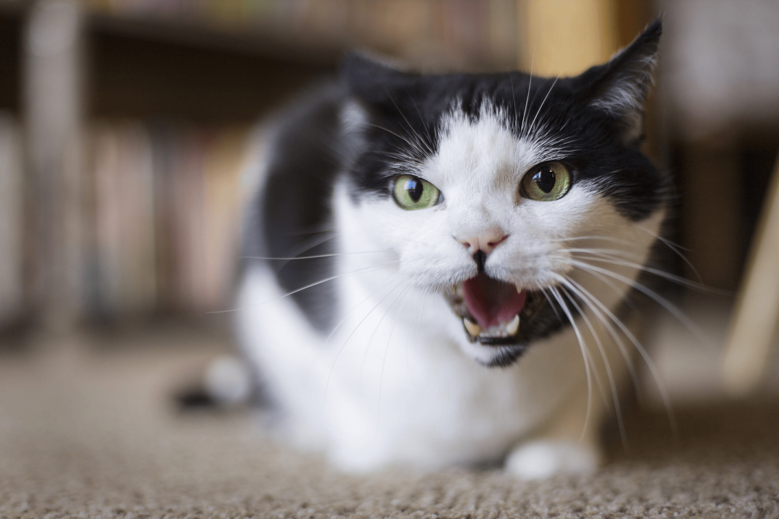 cat portrait