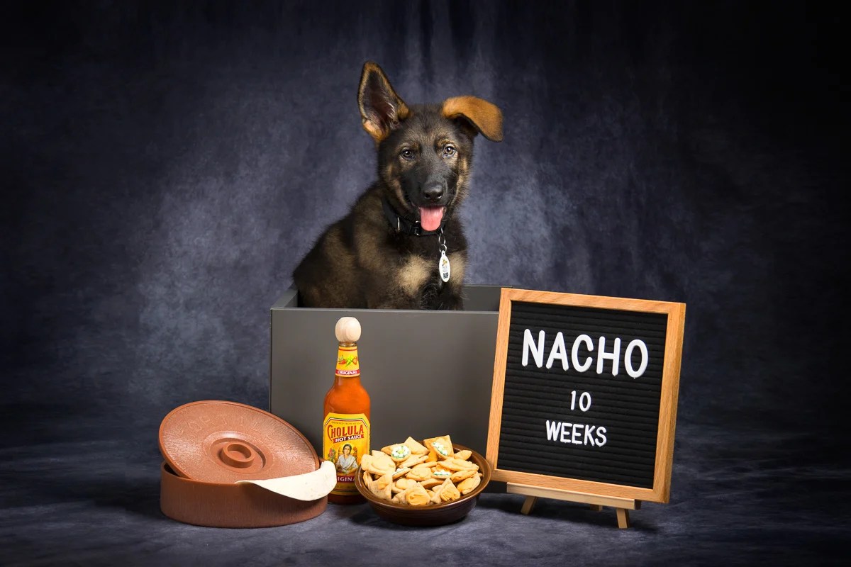 German Shepherd portrait by Twin Cities pet photographer Nick Memphis