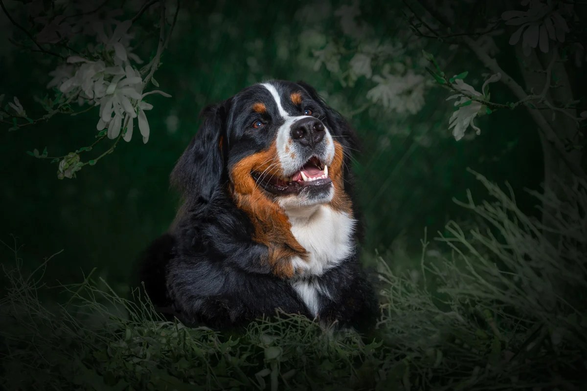 St Paul pet photographer dog portrait Bernese Mountain Dog